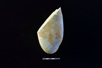 石鎚藏品圖，第2張